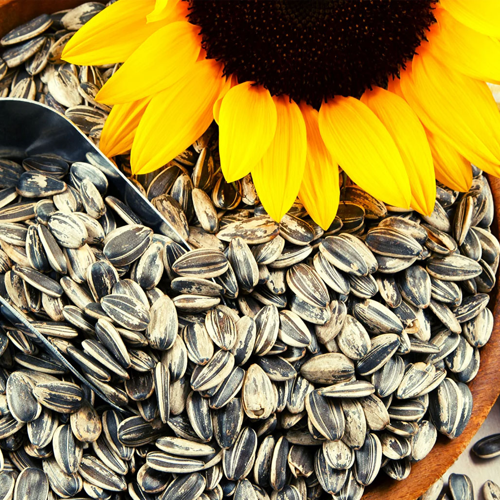 Sun Flower Seed (kala beej)
